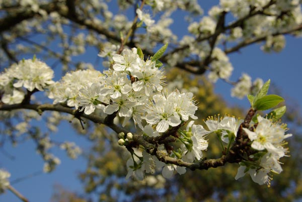 semence Prunier domestique PRUNUS DOMESTICA