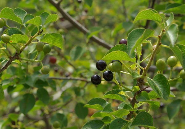 semence Cerisier de Sainte Lucie PRUNUS MAHALEB