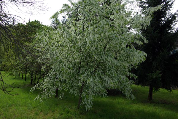 semence Cerisier à grappes PRUNUS PADUS