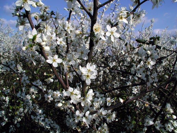 semence Prunellier PRUNUS SPINOSA