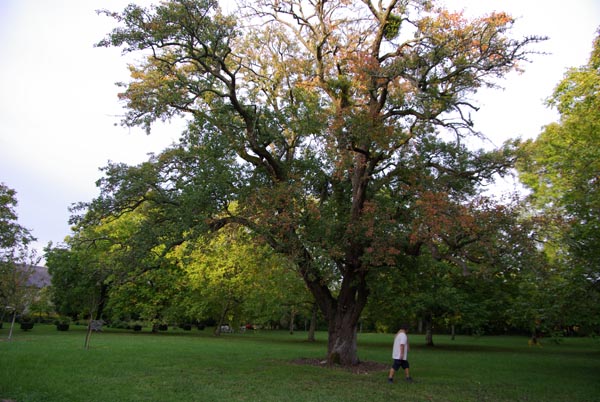 semence Poirier commun PYRUS COMMUNIS