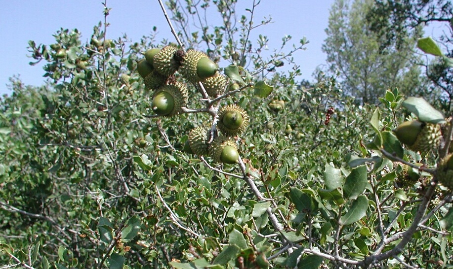 semence Chêne kermès QUERCUS COCCIFERA