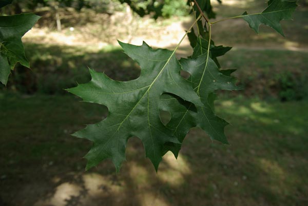 semence Chêne écarlate QUERCUS COCCINEA