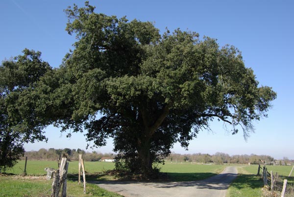 semence Chêne vert QUERCUS ILEX