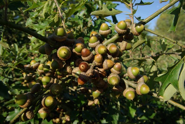 semence Chêne de Banister QUERCUS ILICIFOLIA