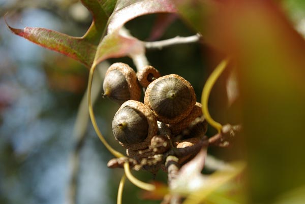 semence Chêne des marais QUERCUS PALUSTRIS