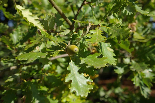 semence Chêne pubescent QUERCUS PUBESCENS