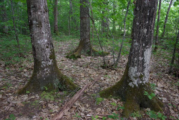 semence Chêne rouge d'Amerique QUERCUS RUBRA