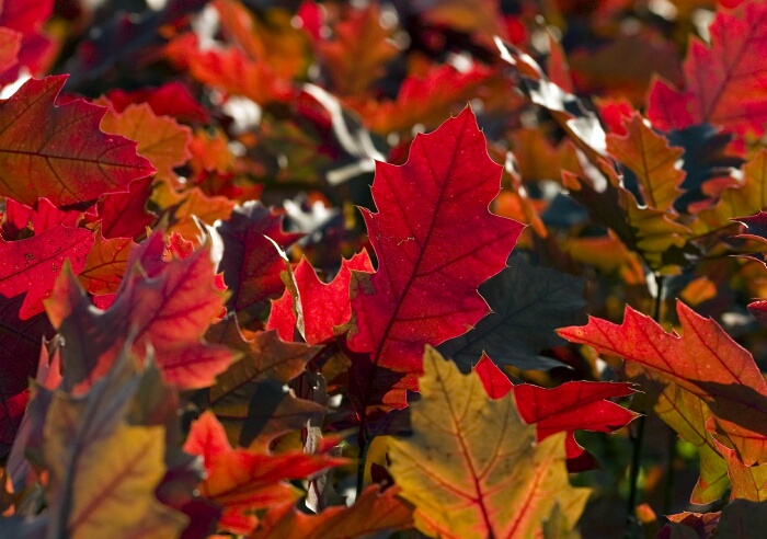 chêne rouge pépiniere automne