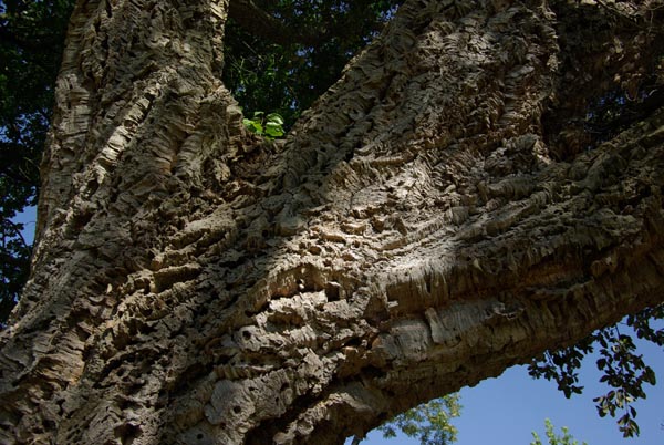 semence Chêne liège QUERCUS SUBER