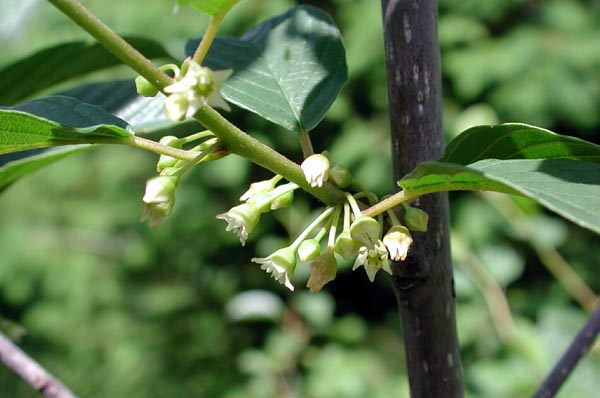 semence Bourdaine RHAMNUS FRANGULA