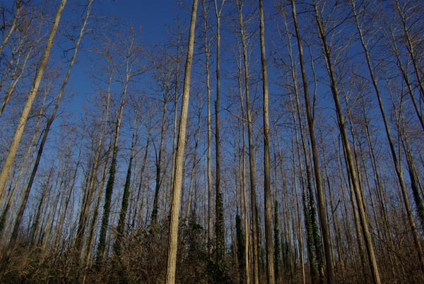 semence Robinier faux-acacia ROBINIA PSEUDOACACIA