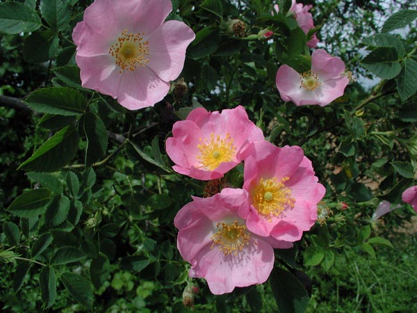 semence Eglantier ROSA CANINA