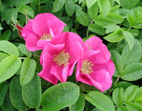 semence Rosier rugueux ROSA RUGOSA