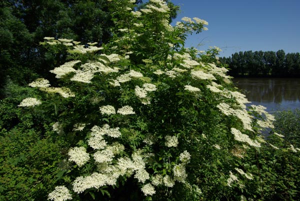 semence Sureau noir SAMBUCUS NIGRA