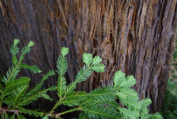 semence Sequoia SEQUOIA SEMPERVIRENS