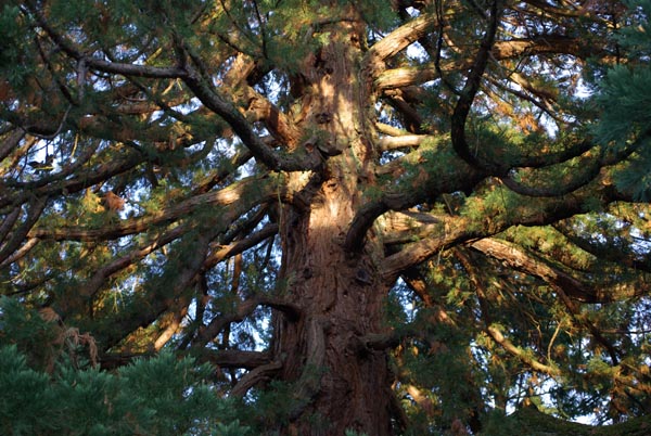 semence Sequoia géant SEQUOIADENDRON GIGANTEUM