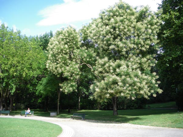 semence Sophora du Japon SOPHORA JAPONICA