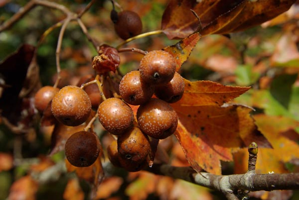 semence Alisier torminal SORBUS TORMINALIS