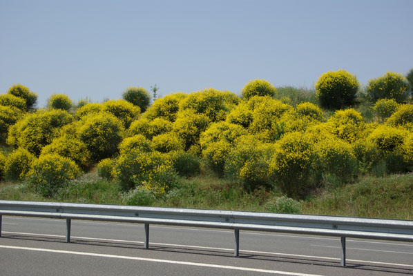 semence Genêt d'Espagne SPARTIUM JUNCEUM