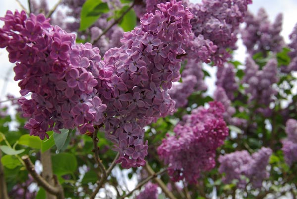 semence Lilas commun SYRINGA VULGARIS