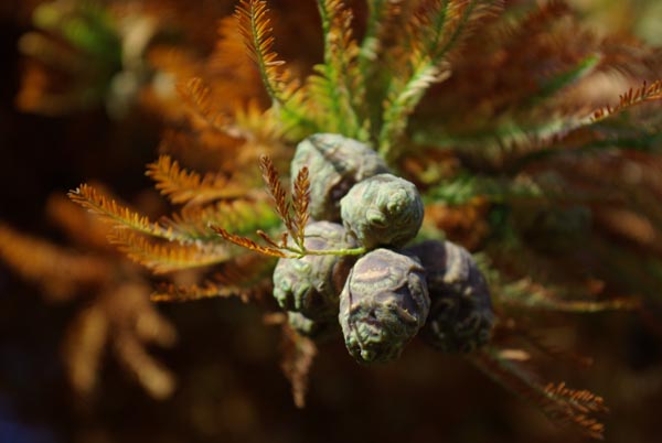 semence Cyprès chauve TAXODIUM DISTICHUM