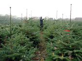 semence Sapin de Nordmann ABIES NORDMANNIANA