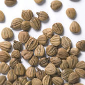 carpinus_betulus