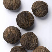 juglans_nigra_x_regia