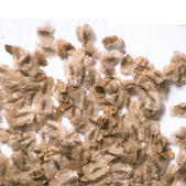 paulownia_tomentosa