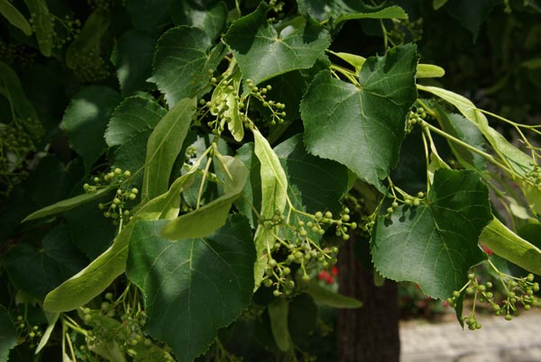 semence Tilleul à petites feuilles TILIA CORDATA