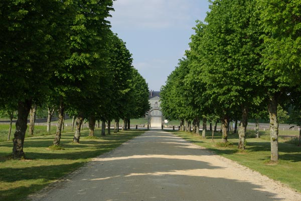 semence Tilleul à grandes feuilles TILIA PLATYPHYLLOS