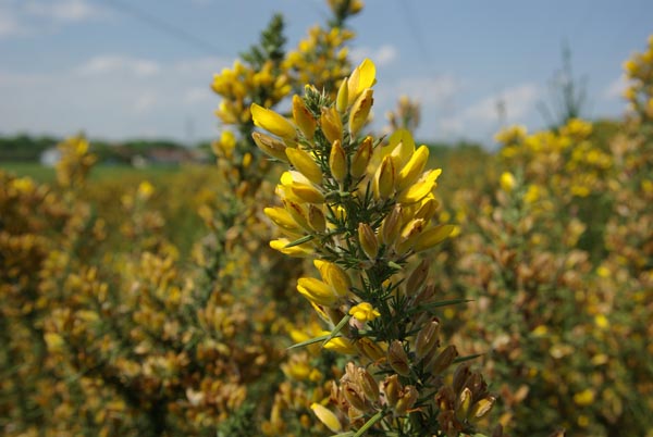 semence Ajonc commun ULEX EUROPAEUS