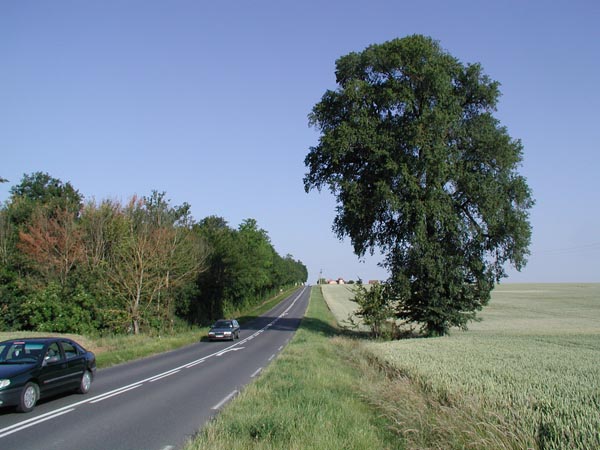 semence Orme champêtre ULMUS CAMPESTRIS