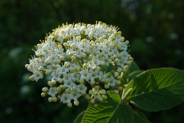 semence Viorne lantane VIBURNUM LANTANA