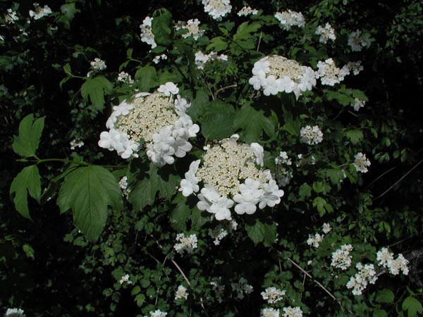 semence Viorne obier VIBURNUM OPULUS