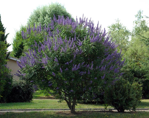 semence Poivre des moines VITEX AGNUS CASTUS