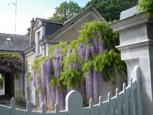 semence Glycine du Japon WISTERIA FLORIBUNDA