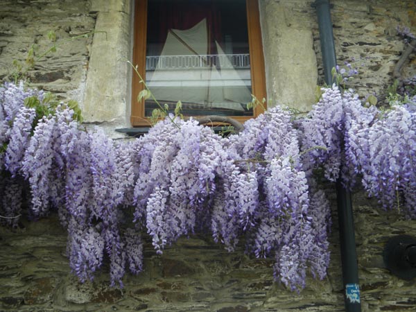 semence Glycine de Chine WISTERIA SINENSIS