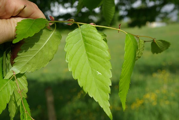 semence Zelkova du Japon ZELKOVA SERRATA